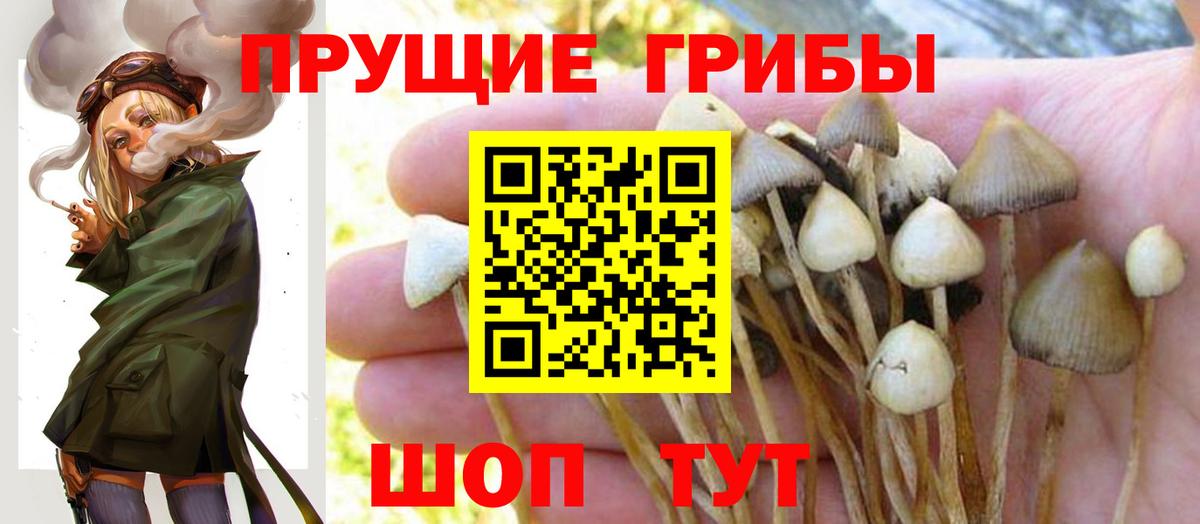 Галлюциногенные грибы Psilocybine cubensis  Вход с VPN  Тавда 